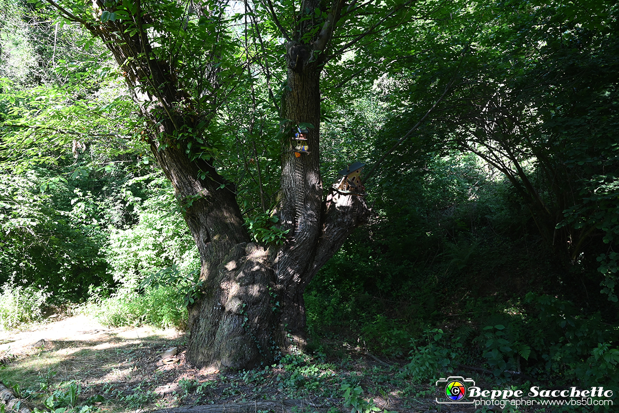VBS_4829 - Il bosco fatato - Montaldo Roero.jpg